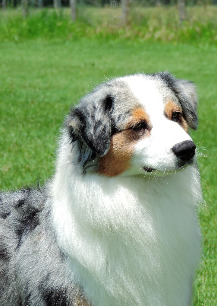 aussie blue merle