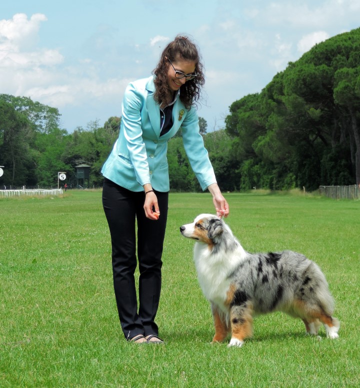 aussie blue merle