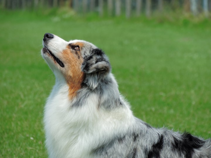 aussie blue merle