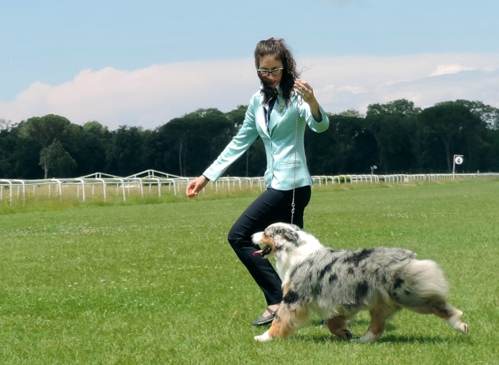 aussie blue merle