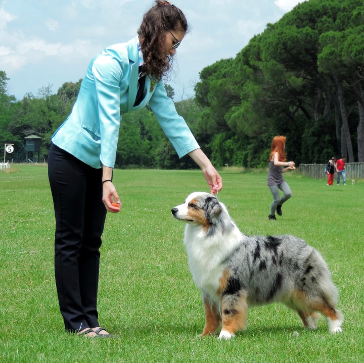 aussie blue merle