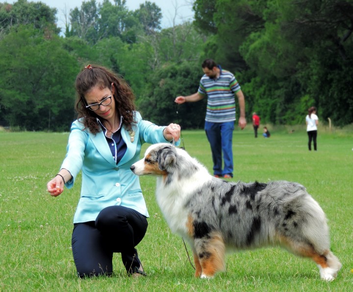 aussie blue merle