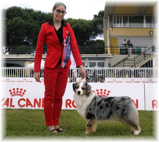 australian shepherd blue merle