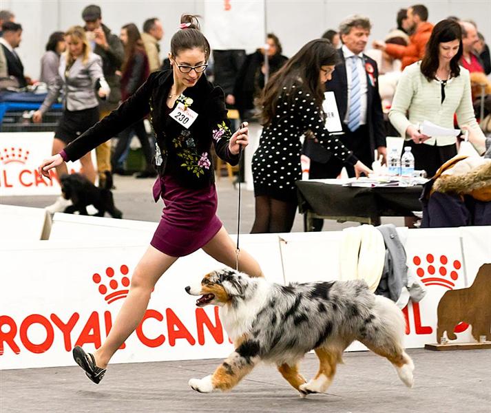 pastrore australiano blue merle