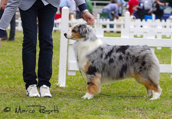 australian shepherd blue merle