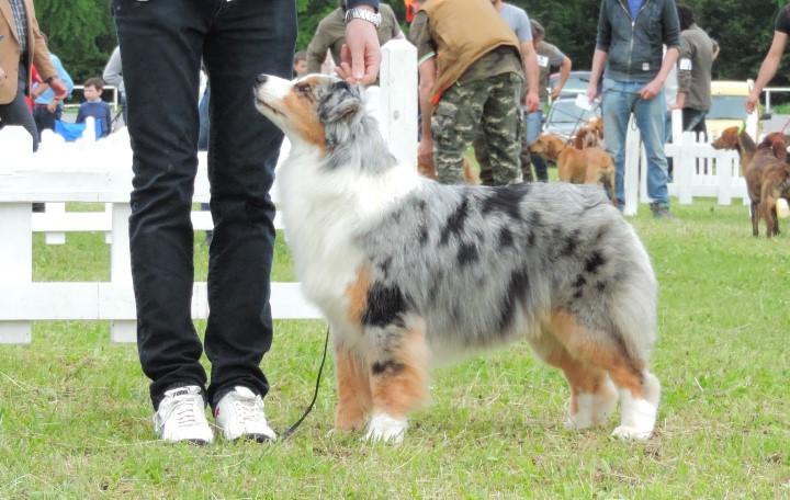 aussie blue merle