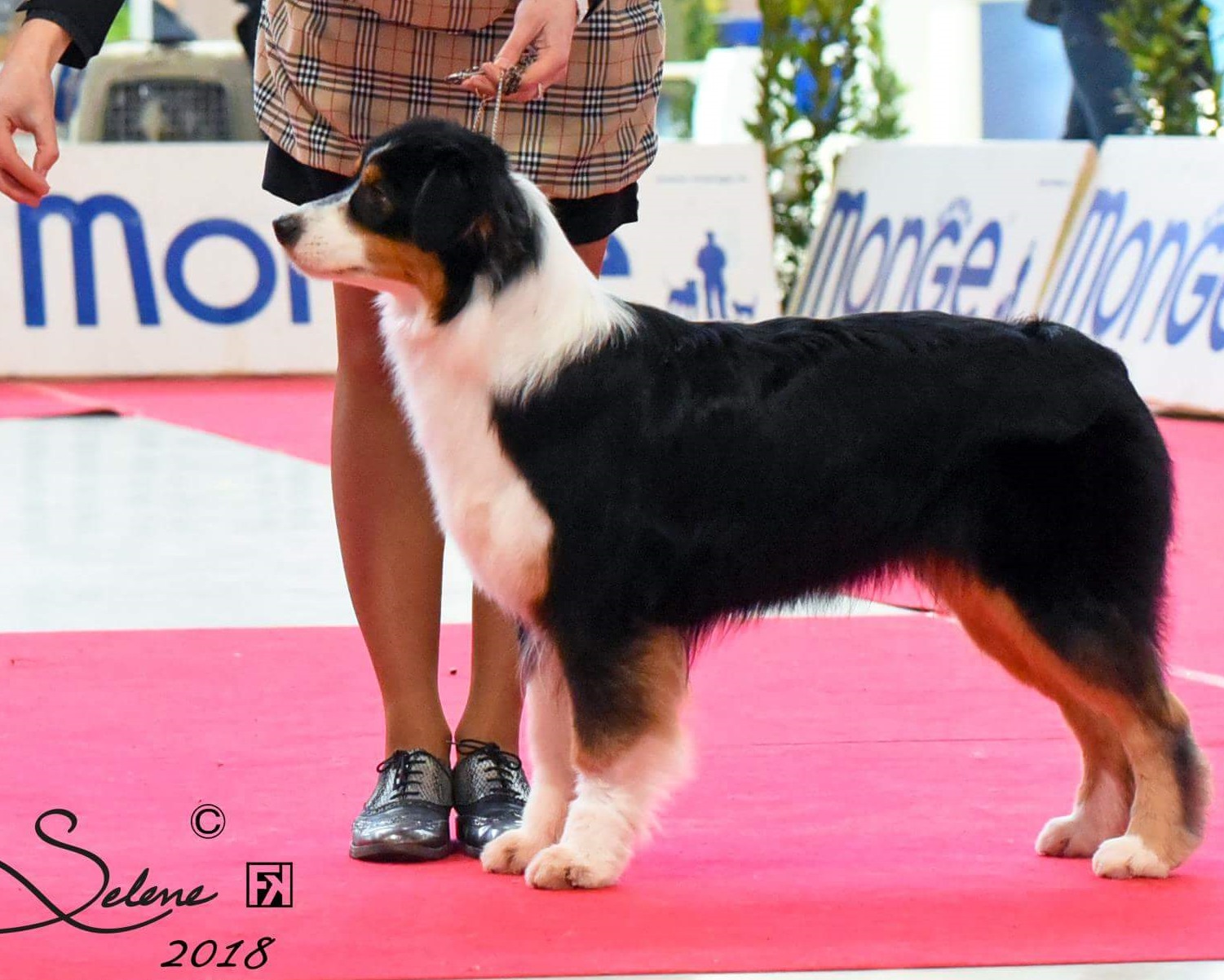 aussie tricolor black