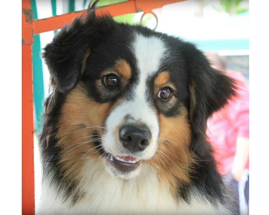 australian shepherd