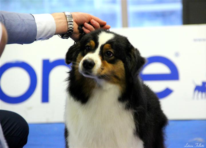 australian shepherd immagini