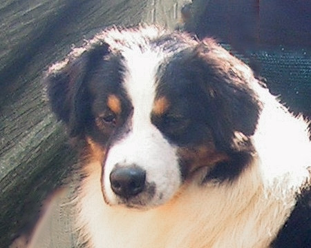 aussie femmina tricolore