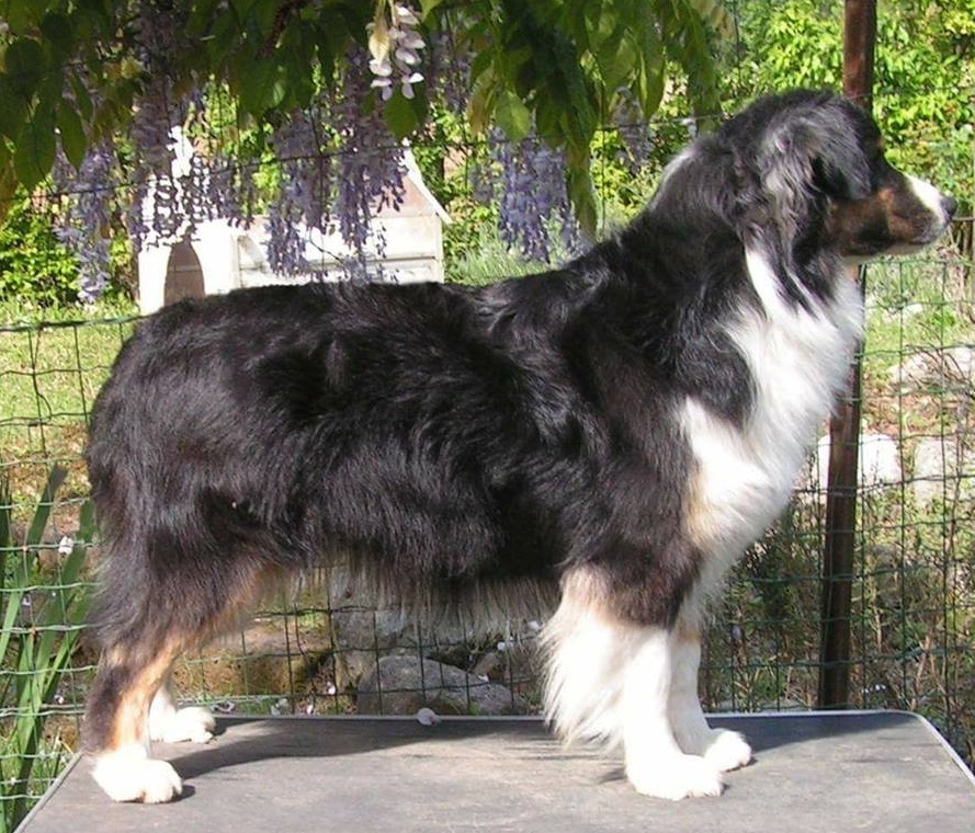 Aussie tricolor black