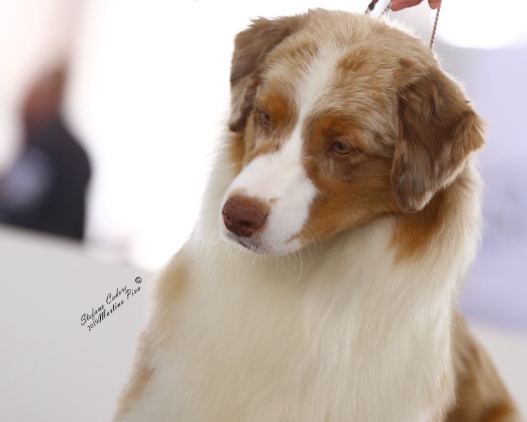 Australian shepherd  red merle