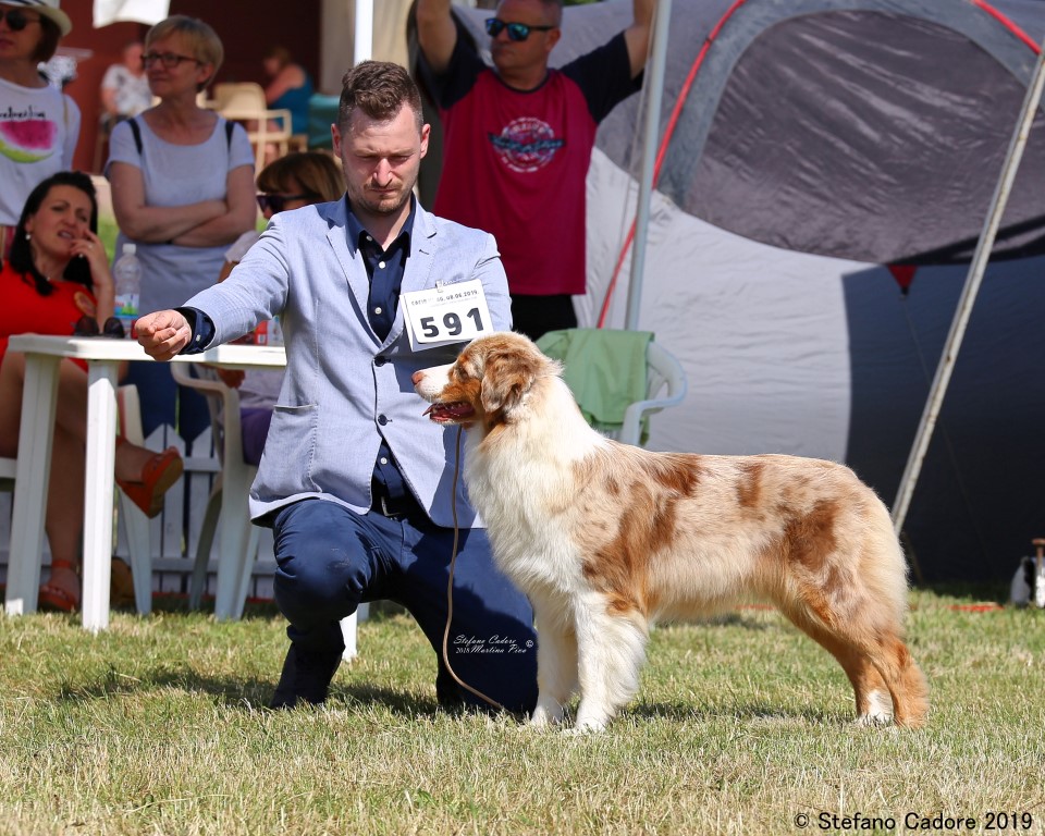 Aussie RED MERLE