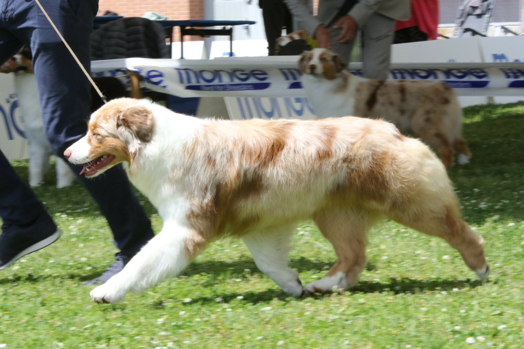 Aussie RED MERLE