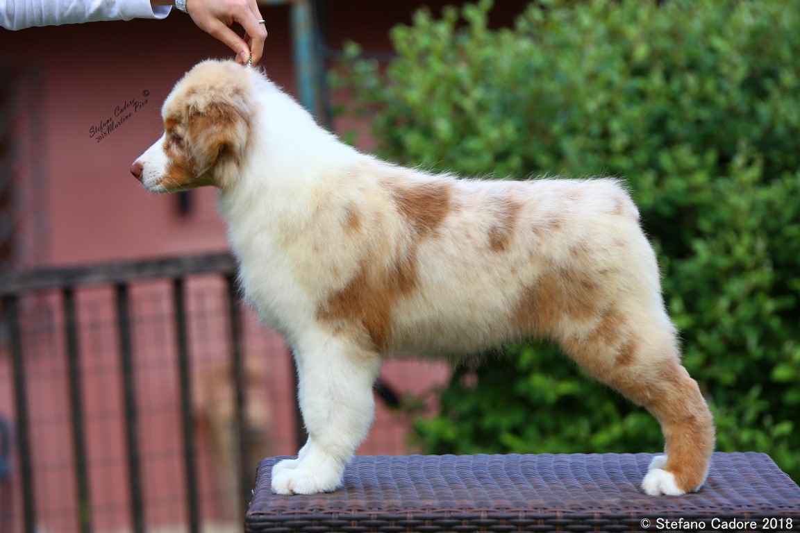 Aussie RED MERLE