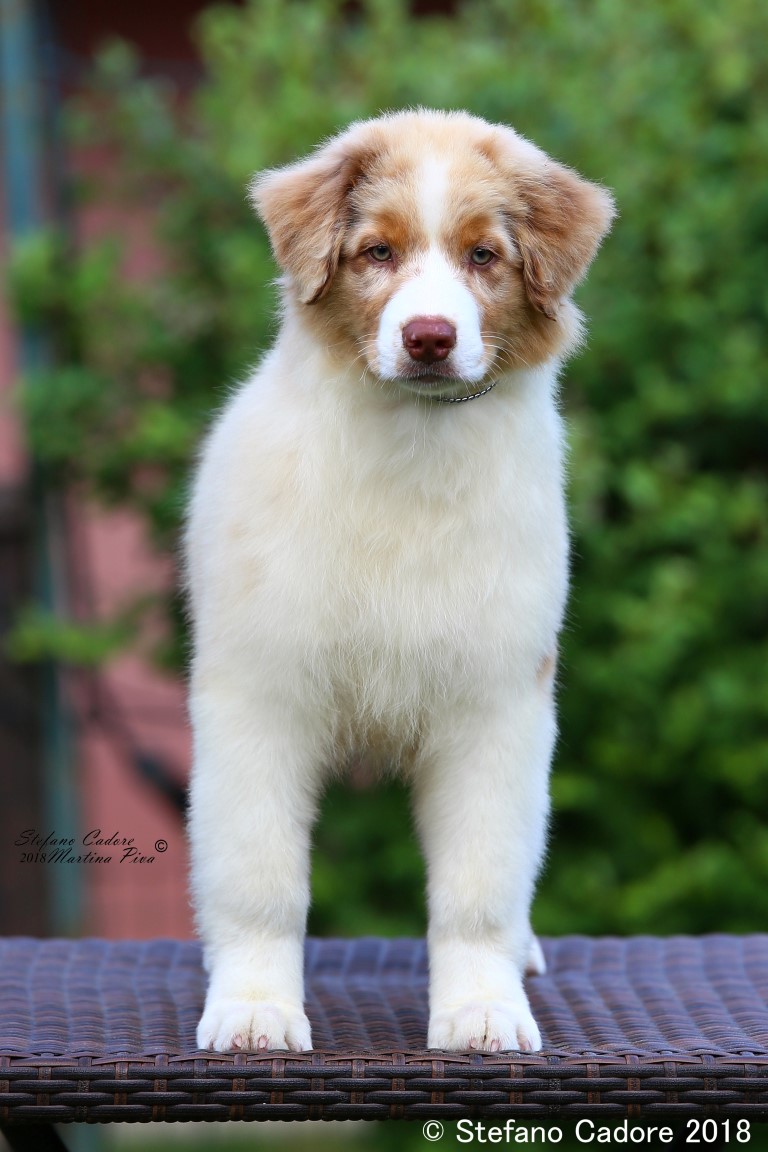 Aussie RED MERLE