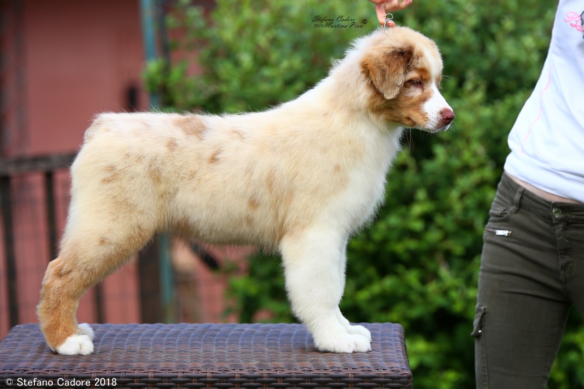 Aussie RED MERLE