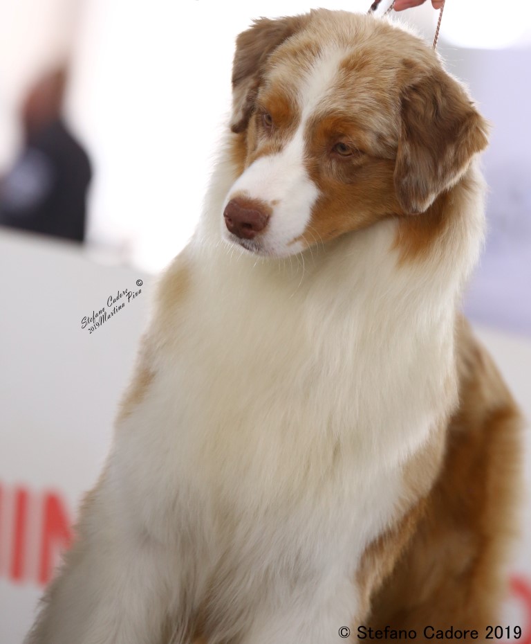 Aussie RED MERLE