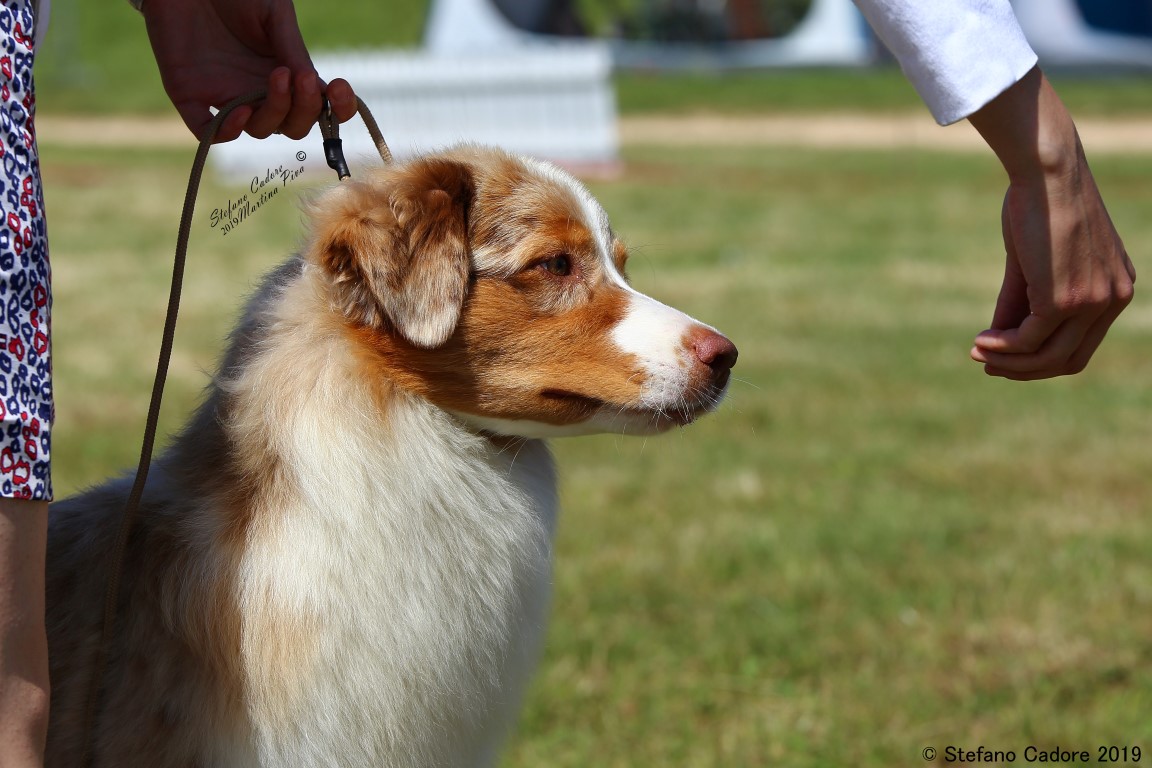 Aussie RED MERLE