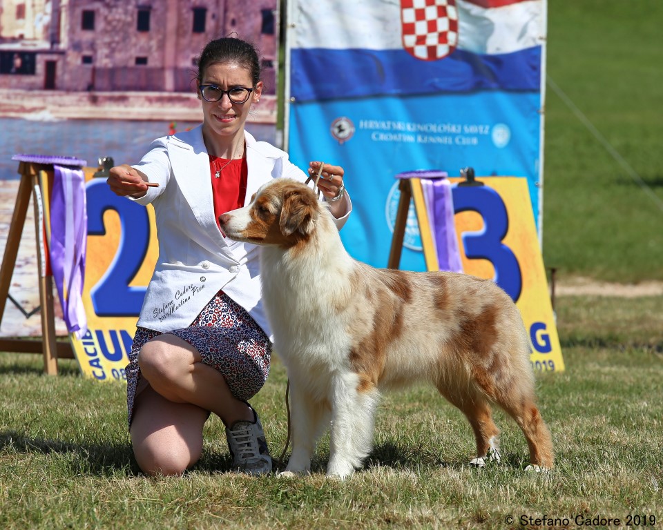 Aussie RED MERLE