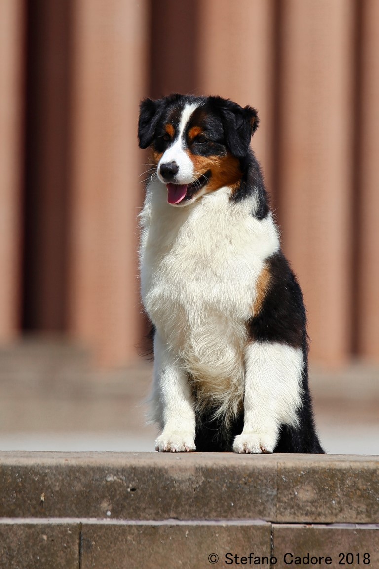 Aussie