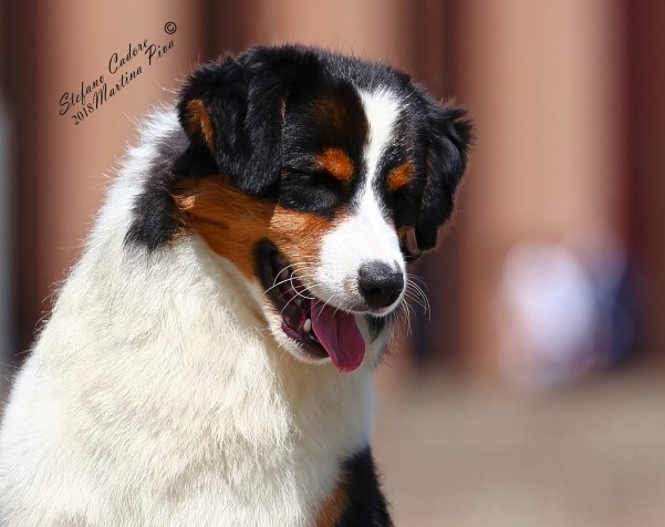 Australian shepherd tricolor