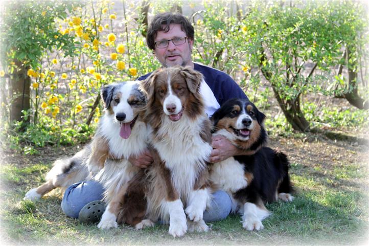 australian shepherd femmine