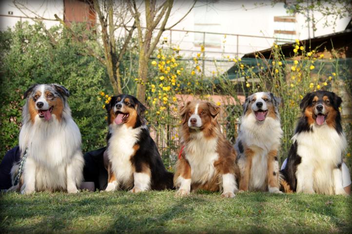 australian shepherd