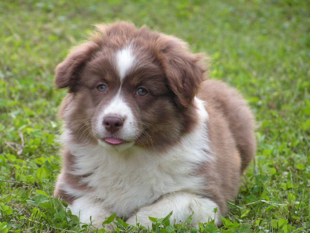 puppy fem 3