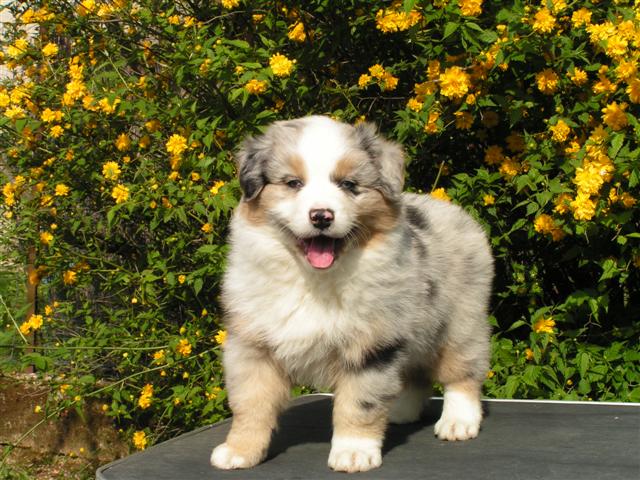 puppy fem 1